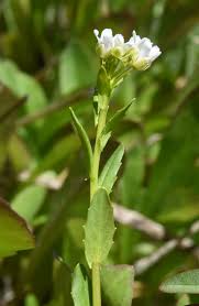 Attēlu rezultāti vaicājumam “Thlaspi arvense”