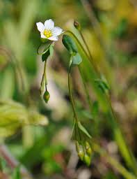 Attēlu rezultāti vaicājumam “Linum catharticum flower”