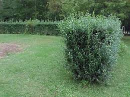 Attēlu rezultāti vaicājumam “Ligustrum vulgare”