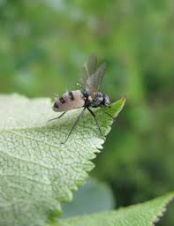 Attēlu rezultāti vaicājumam “Entomophthora”
