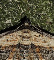 Attēlu rezultāti vaicājumam “Horisme vitalbata”