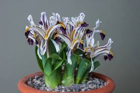 Attēlu rezultāti vaicājumam “Iris rosenbachiana flower”