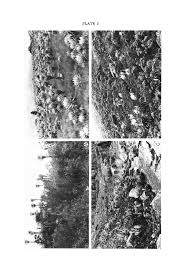Attēlu rezultāti vaicājumam “Jungermannia sphaerocarpa sporophyte”