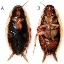 Attēlu rezultāti vaicājumam “Blattoptera”