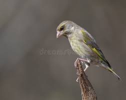 Attēlu rezultāti vaicājumam “Chloris chloris female”