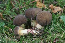 Attēlu rezultāti vaicājumam “Xerocomus pruinatus”