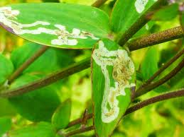 Attēlu rezultāti vaicājumam “Phytomyza minuscula”