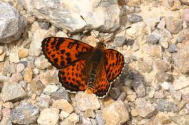 Attēlu rezultāti vaicājumam “Melitaea didyma underside”