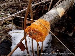 Attēlu rezultāti vaicājumam “Peniophora laurentii”