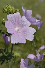 Image result for Malva alcea