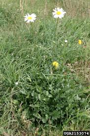 Image result for Leucanthemum vulgare