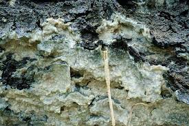 Attēlu rezultāti vaicājumam “Phlebiopsis gigantea”