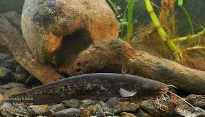 Image result for Silurus glanis