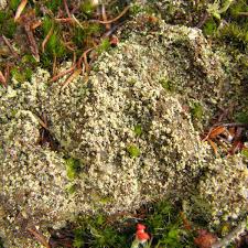 Attēlu rezultāti vaicājumam “Trapeliopsis granulosa”