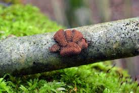 Attēlu rezultāti vaicājumam “Encoelia furfuracea”