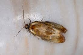 Attēlu rezultāti vaicājumam “Eulia ministrana”