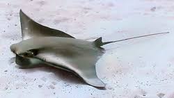 Image result for Rhinoptera brasiliensis