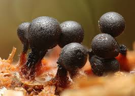 Attēlu rezultāti vaicājumam “Cribraria intricata macro”