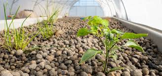 Image result for Pseudomyxus capensis