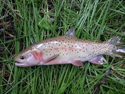 Image result for Oncorhynchus clarkii