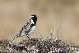 Image result for Calcarius lapponicus