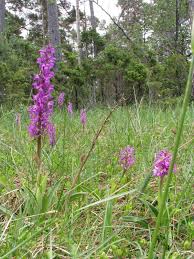 Attēlu rezultāti vaicājumam “Orchis mascula bud”