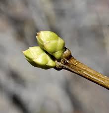 Attēlu rezultāti vaicājumam “Armeria vulgaris bud”