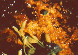 Attēlu rezultāti vaicājumam “Hildenbrandia rivularis”