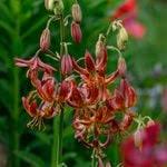 Image result for Lilium martagon `Arabian Night`