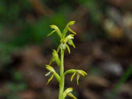 Attēlu rezultāti vaicājumam “Corallorhiza trifida”
