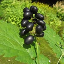 Image result for Christophskraut