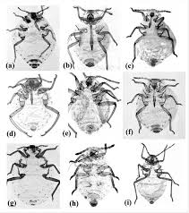 Attēlu rezultāti vaicājumam “Thecabius affinis”