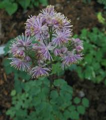 Attēlu rezultāti vaicājumam “Thalictrum aquilegifolium leaf”
