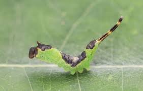 Attēlu rezultāti vaicājumam “Furcula bifida”