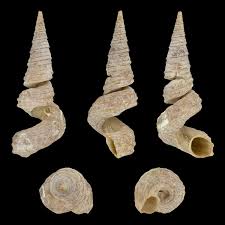 Attēlu rezultāti vaicājumam “Gulielmina vermicularis”