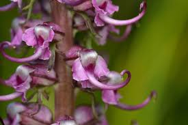 Attēlu rezultāti vaicājumam “Utricularia minor bud”