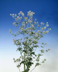 Attēlu rezultāti vaicājumam “Eryngium planum”