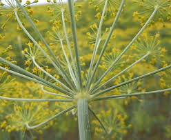 Attēlu rezultāti vaicājumam “Anethum graveolens flower”