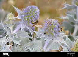 Attēlu rezultāti vaicājumam “Eryngium maritimum flower”