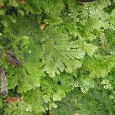 Attēlu rezultāti vaicājumam “Kurzia pauciflora”