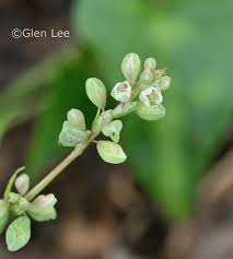 Attēlu rezultāti vaicājumam “Fallopia convolvulus leaf”