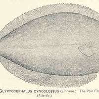 Image result for Glyptocephalus cynoglossus