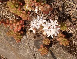 Attēlu rezultāti vaicājumam “Sedum pallidum flower”