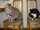 russian pets