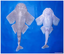 Image result for Squatina dumeril