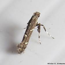 Attēlu rezultāti vaicājumam “Gracillariidae”