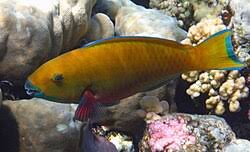 Image result for Chlorurus gibbus