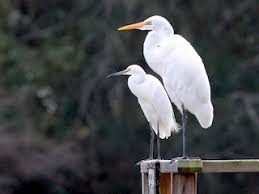 Image result for Egretta garzetta