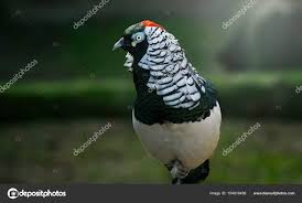 Image result for Chrysolophus amherstiae