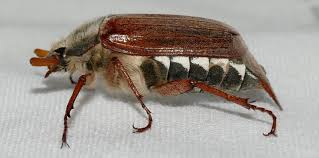 Attēlu rezultāti vaicājumam “Melolontha melolontha”